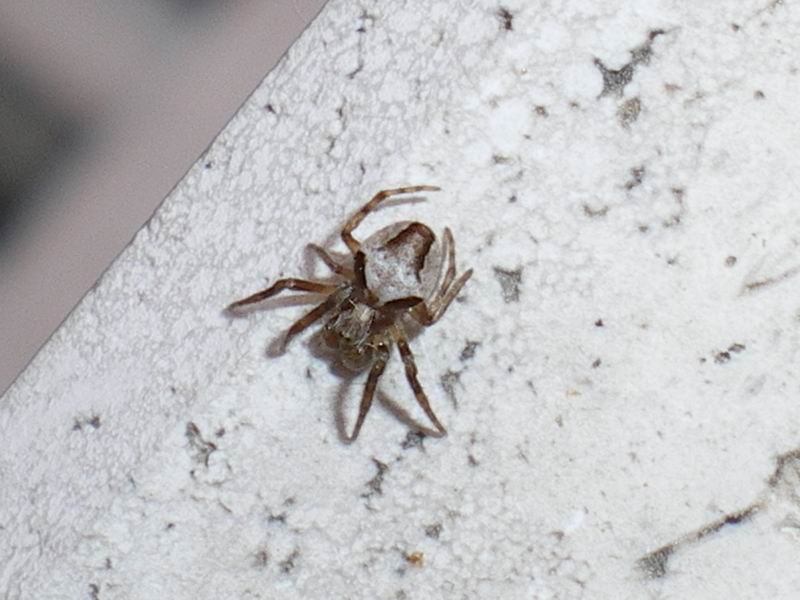 Araneus sp.